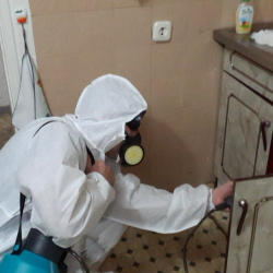 Дезинфекция от муравьев в квартире в Гороховце